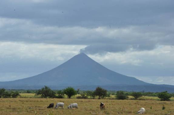 Gado pasta tranquilamente aos pés do magnífico vulcão Momotombo, visto de perto de León, na Nicarágua